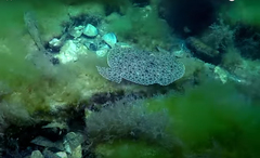 Scophthalmus maeoticus