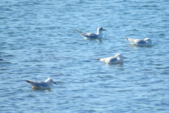 Chroicocephalus ridibundus