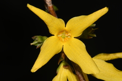 Forsythia viridissima