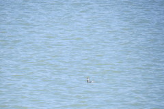 Podiceps nigricollis