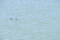 Podiceps nigricollis