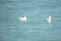 Chroicocephalus genei