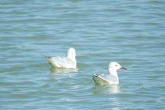 Chroicocephalus genei