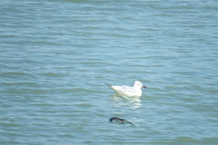 Chroicocephalus genei