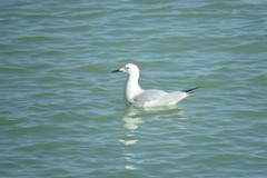 Chroicocephalus genei