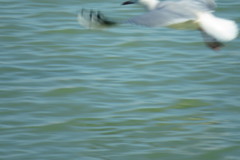 Chroicocephalus genei