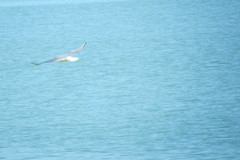 Chroicocephalus genei