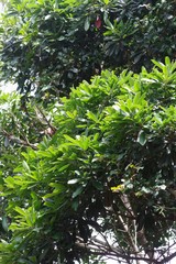 Protorhus longifolia