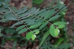 Englerodaphne ovalifolia