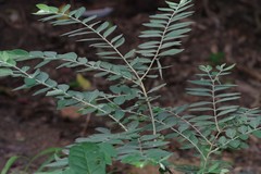 Englerodaphne ovalifolia