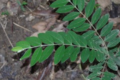 Englerodaphne ovalifolia