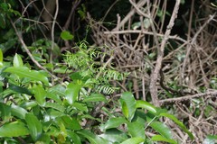 Secamone filiformis