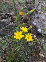 Croptilon hookerianum graniticum