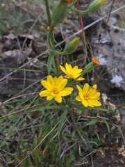 Croptilon hookerianum graniticum