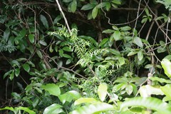 Secamone filiformis