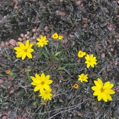 Croptilon hookerianum graniticum