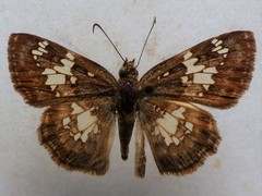 Xenophanes tryxus