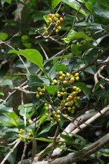 Psychotria capensis