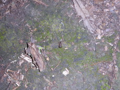 Eleutherodactylus johnstonei