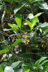 Psychotria capensis