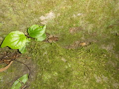 Eleutherodactylus johnstonei