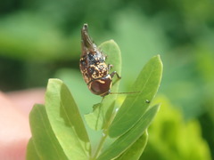 Cryptocephalus cribripennis