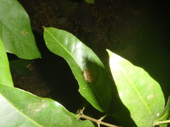 Eleutherodactylus johnstonei