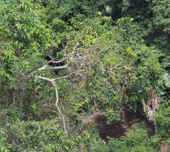 Sclerocroton integerrimus