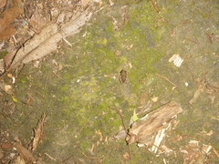 Eleutherodactylus johnstonei