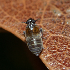 Flavoclypeus andromedus