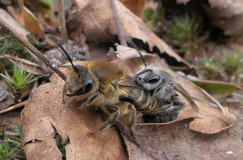 Unequal Cellophane Bee (Colletes inaequalis), a species recorded in New Jersey