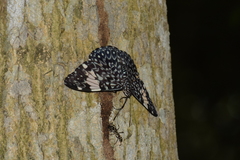 Hamadryas amphinome
