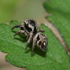 Habronattus coecatus