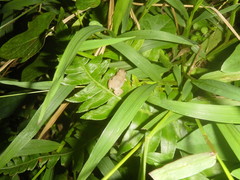 Eleutherodactylus johnstonei