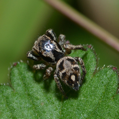 Habronattus coecatus