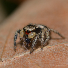 Habronattus coecatus