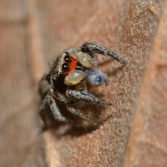 Habronattus coecatus