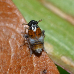 Flavoclypeus andromedus
