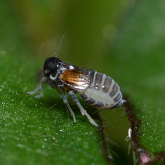 Flavoclypeus andromedus