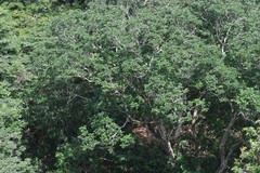 Bridelia micrantha