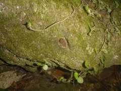 Eleutherodactylus johnstonei