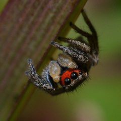 Habronattus coecatus