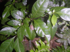 Eleutherodactylus johnstonei