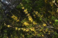 Forsythia viridissima