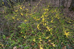 Forsythia viridissima