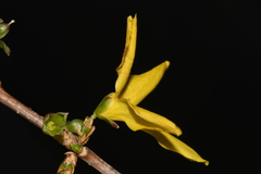 Forsythia viridissima