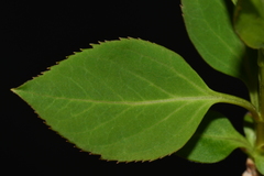 Forsythia viridissima