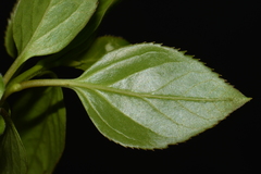 Forsythia viridissima