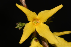 Forsythia viridissima