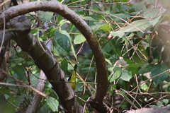 Geothlypis tolmiei